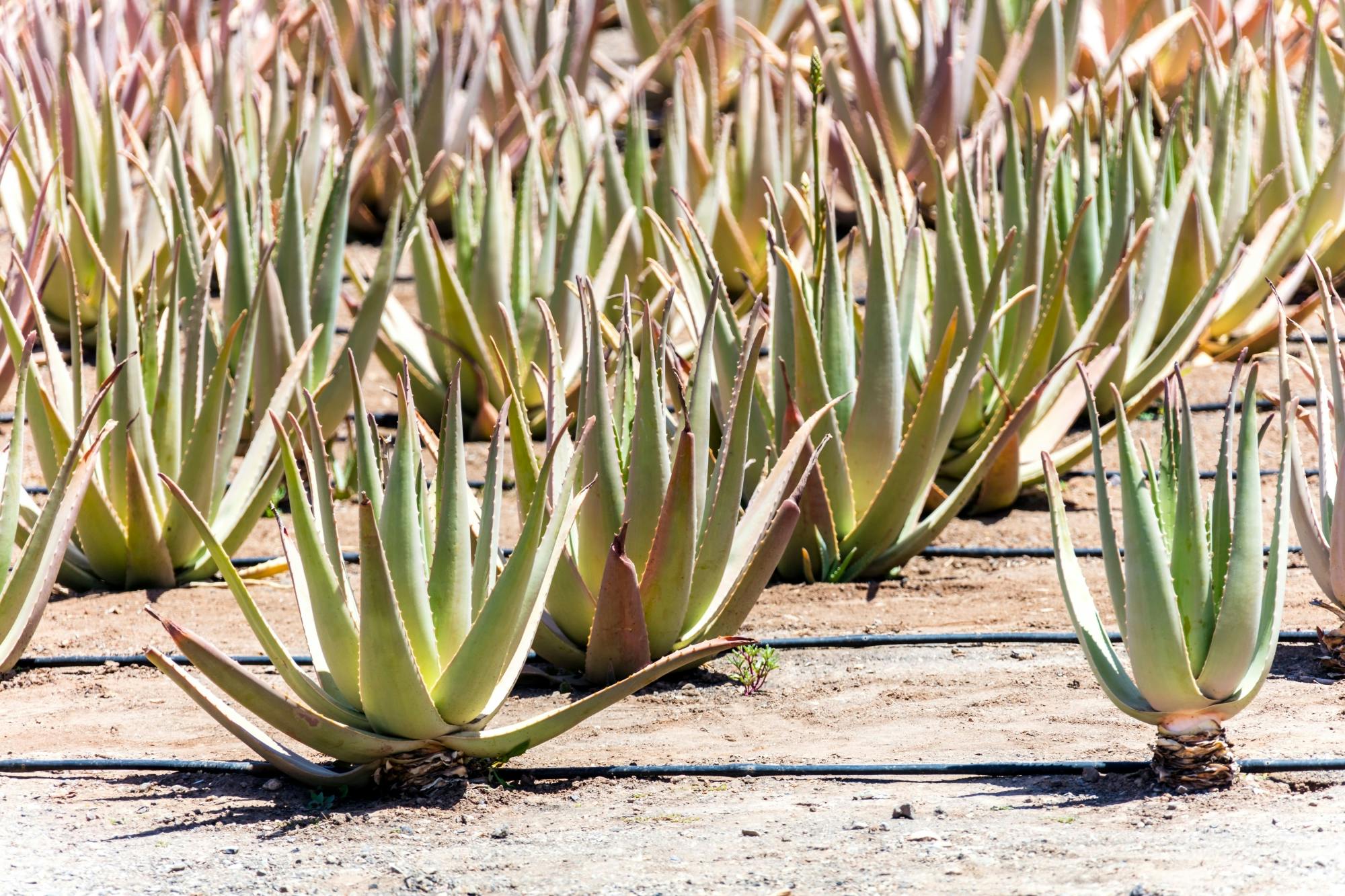 Fuerteventura Caves and Farm Tour