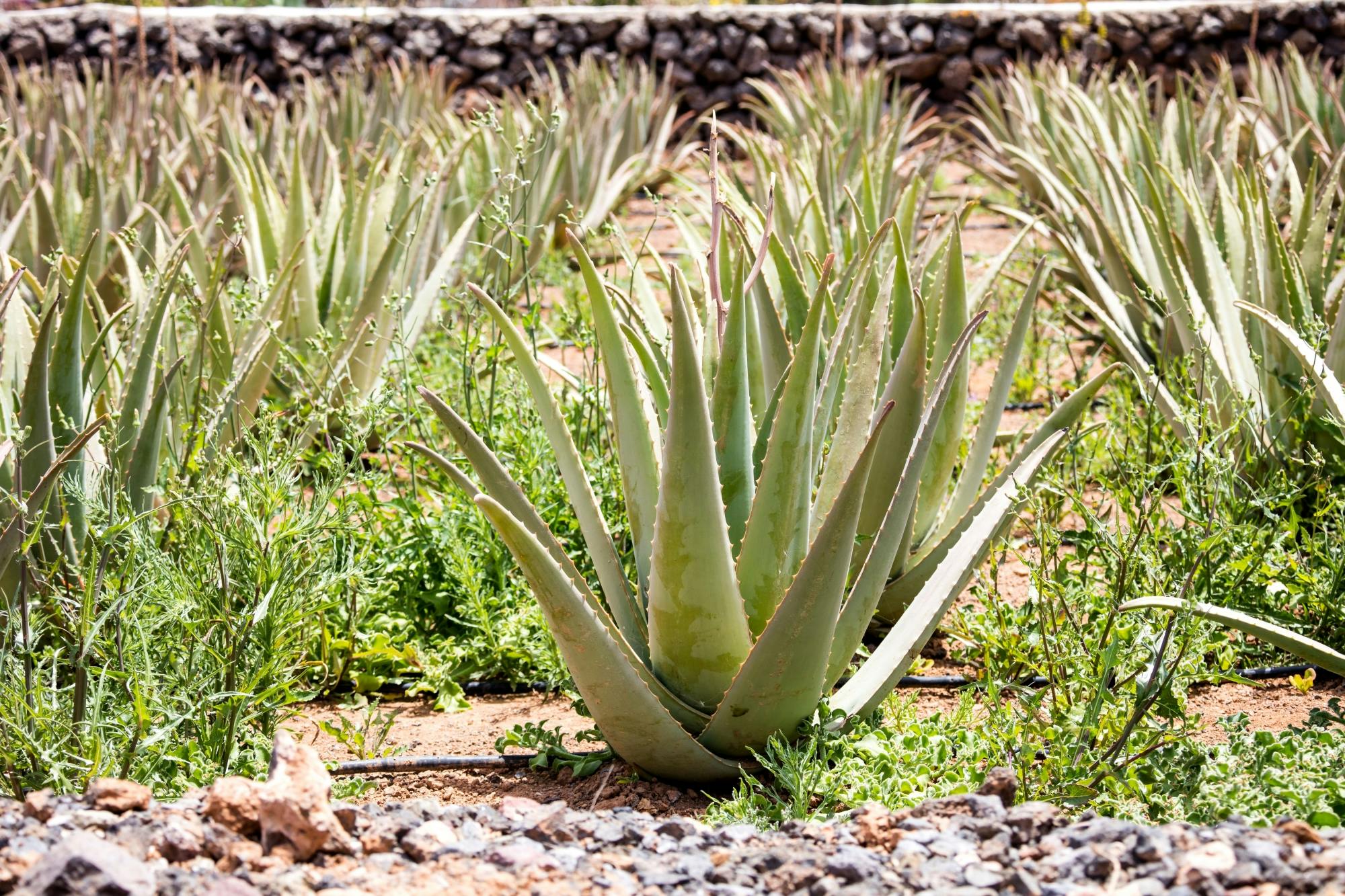 Fuerteventura Villages and Food Tour