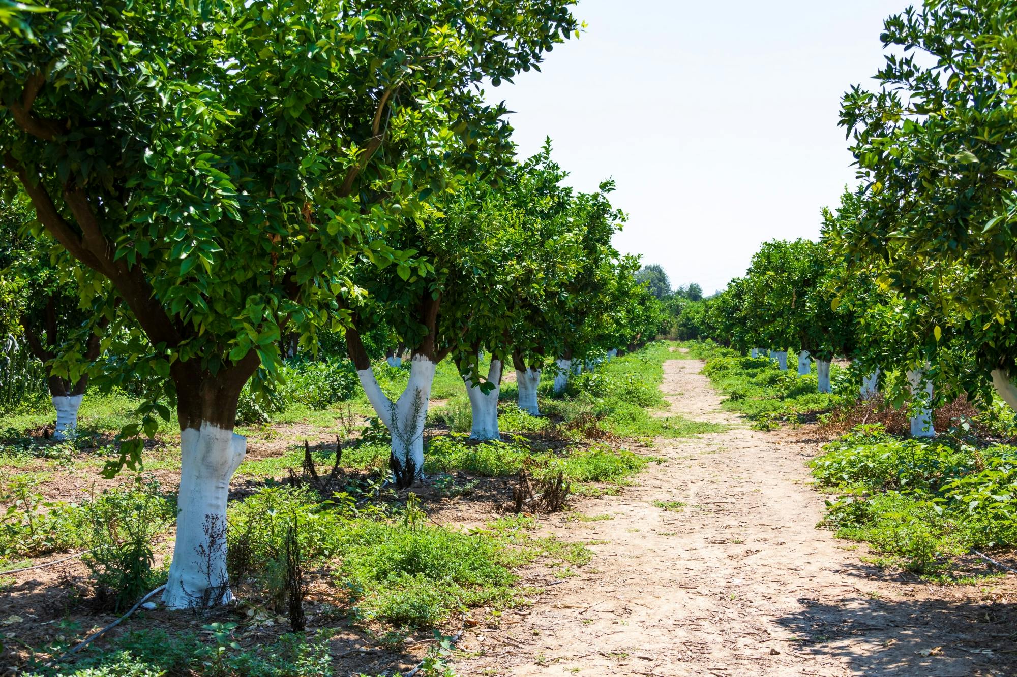 Canyon Boat Cruise with Manavgat Market
