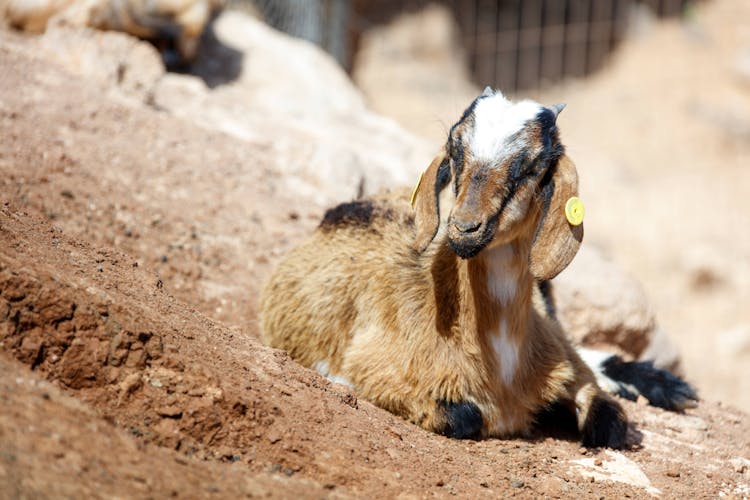 Highlights of Fuerteventura Private Tour