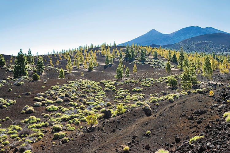 Teide National Park Tour from Puerto de La Cruz and Punta del Rey