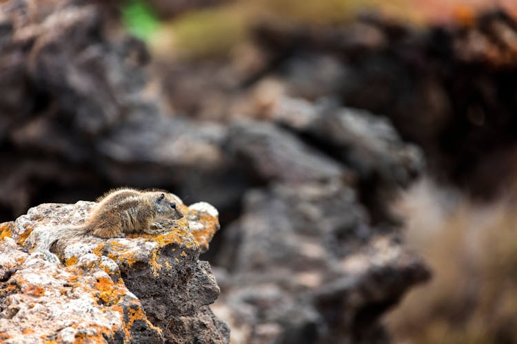 Private Sunset Safari Tour to El Cotillo