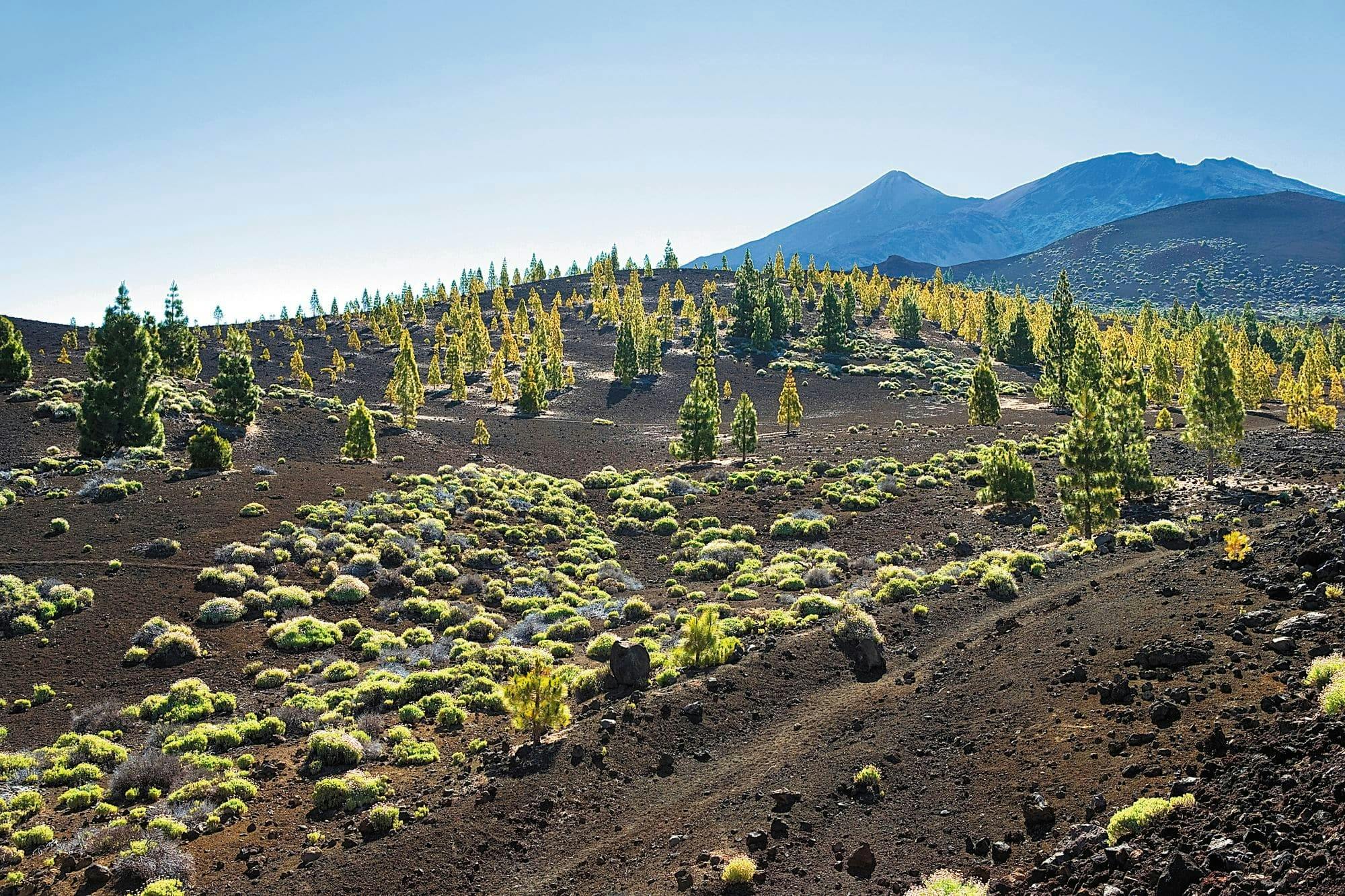 Teide National Park Tour from Puerto de La Cruz and Punta del Rey