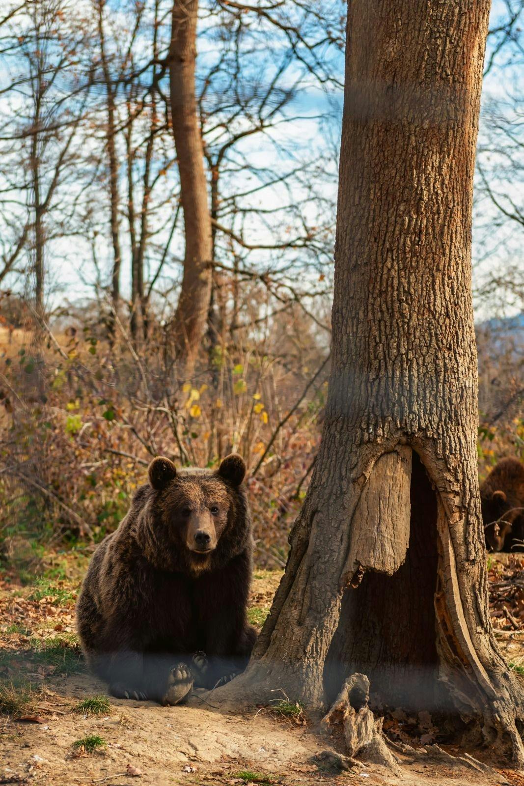 Libearty Bear Sanctuary and Bran Castle private full-day tour