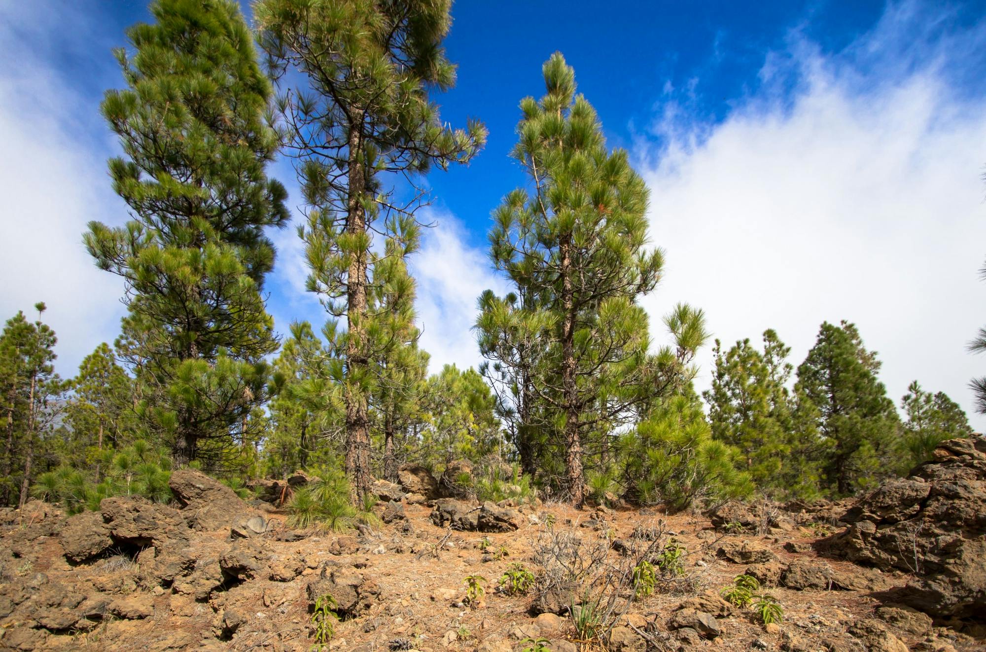 Teide National Park Tour with Local Guide