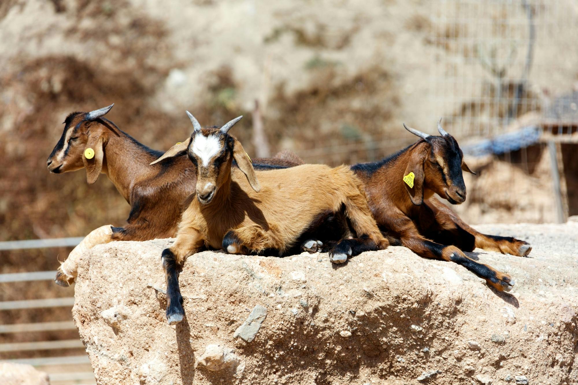 Fuerteventura West Coast Tour with Betancuria and Goat Farm