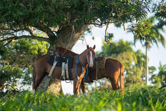 Visite à cheval dans les montagnes d'Anamuya au coucher de soleil avec dîner au ranch