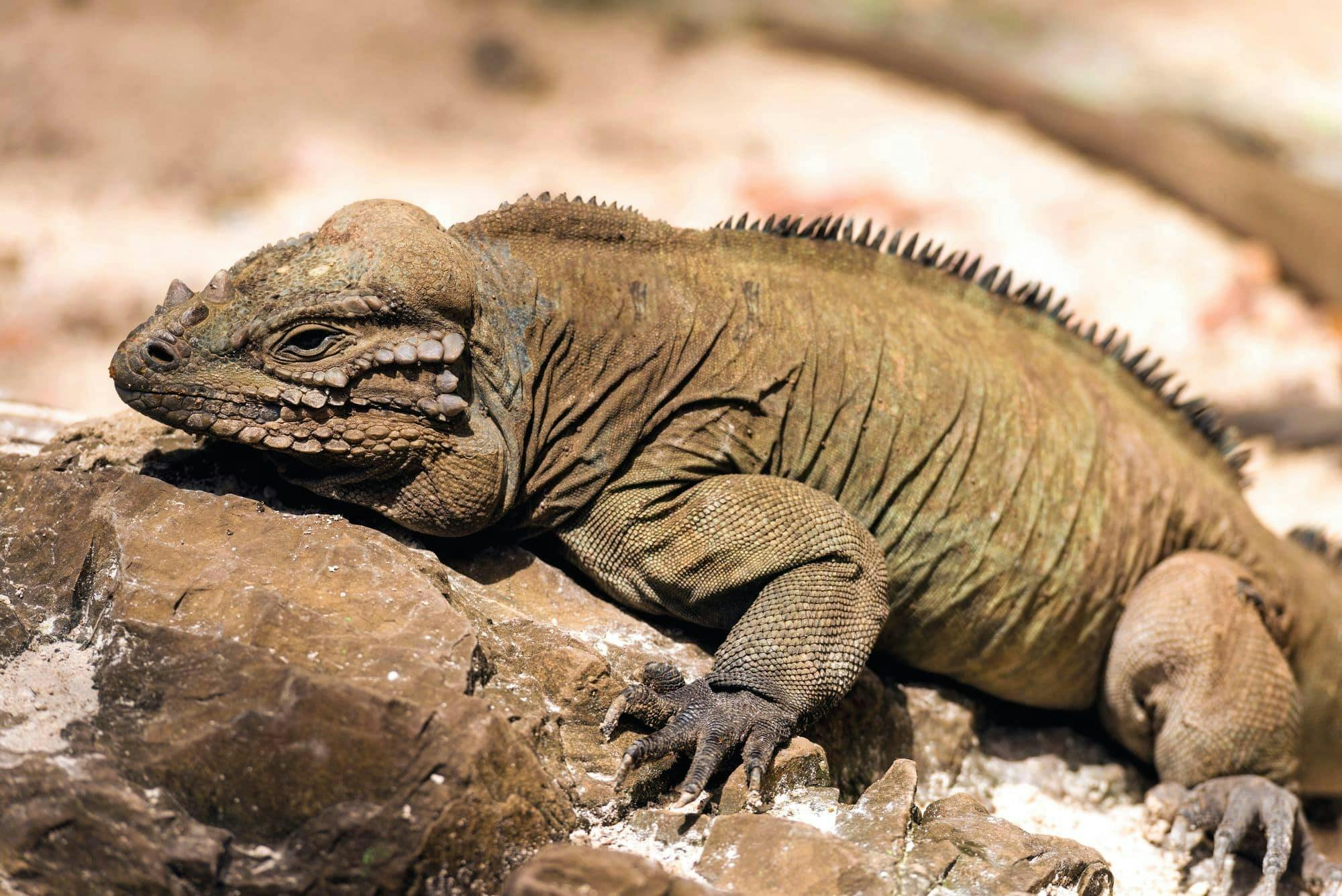 Anamuya Mountains Small Group Walking Tour