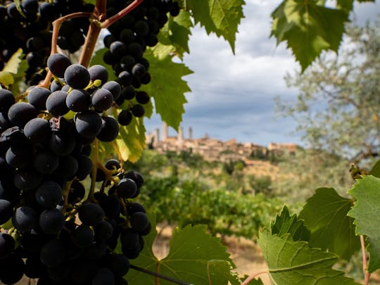 Excursion d'une journée à Parmiggiano, Aceto et Lambrusco avec Ferrari