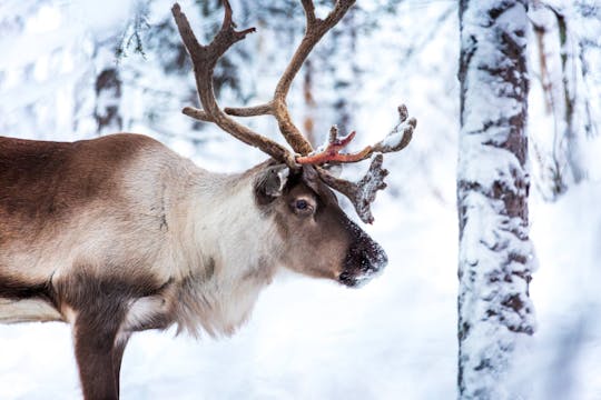 TUI Kuusamo reindeer ride with snack