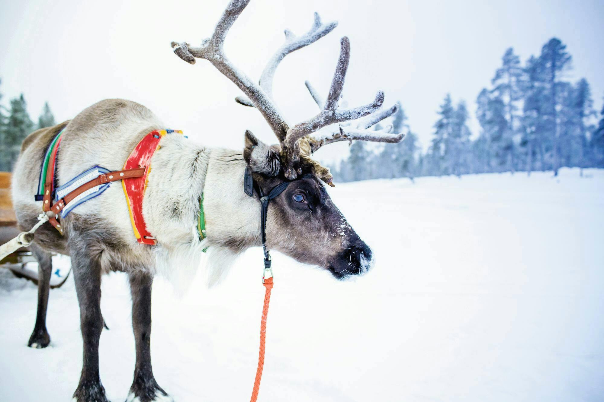 Kuusamo Reindeer Ride with Barbecue