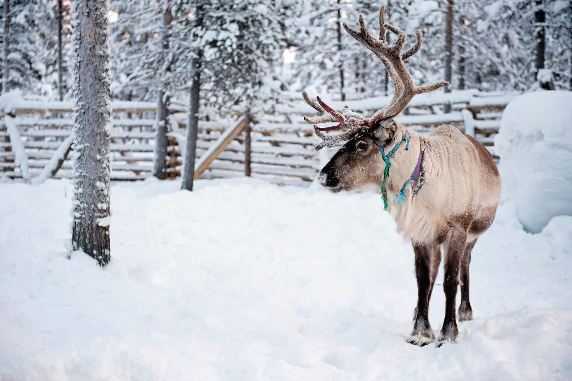 Kuusamo Reindeer Ride with Barbecue