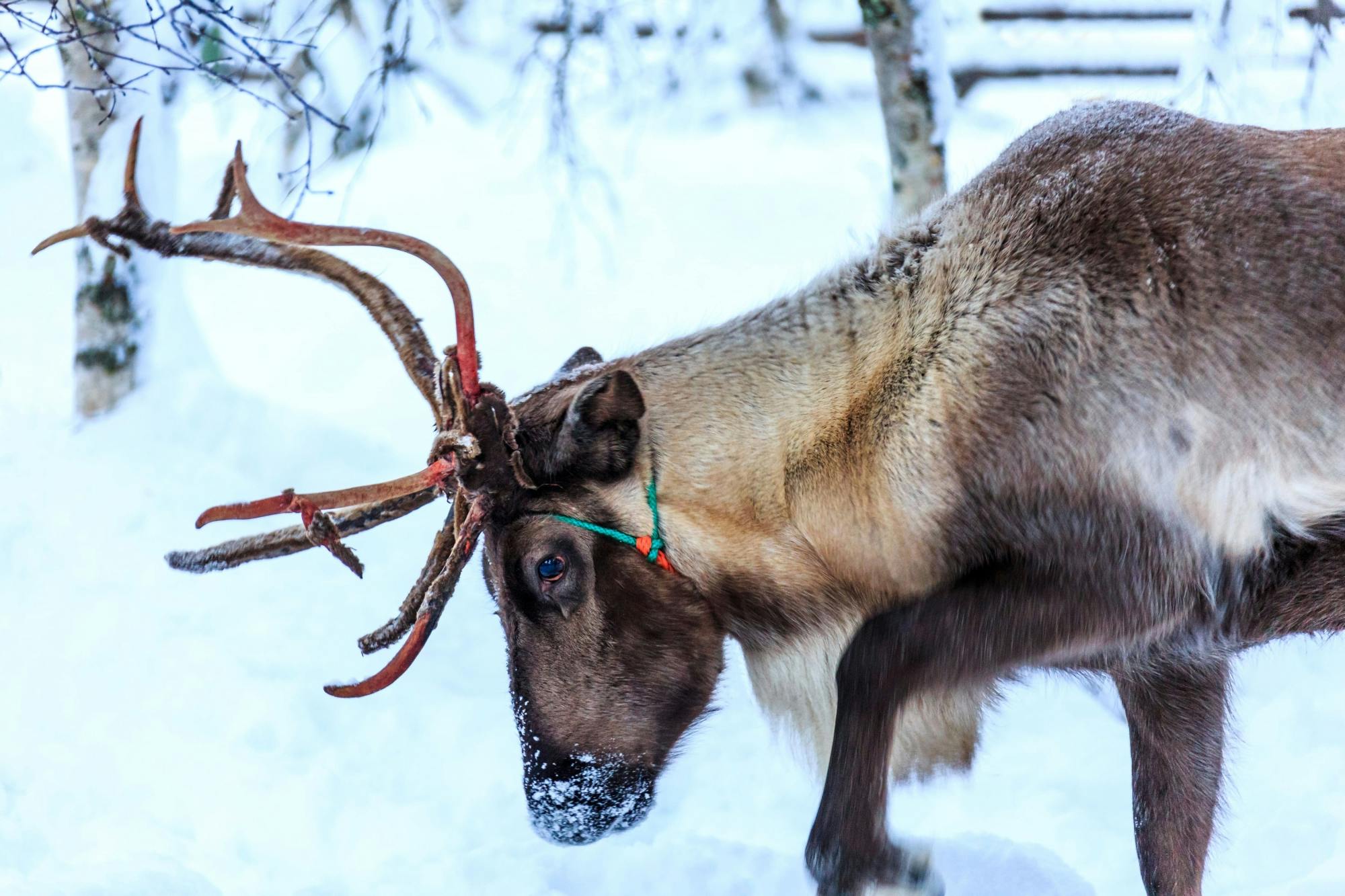 Kuusamo Reindeer Ride with Barbecue