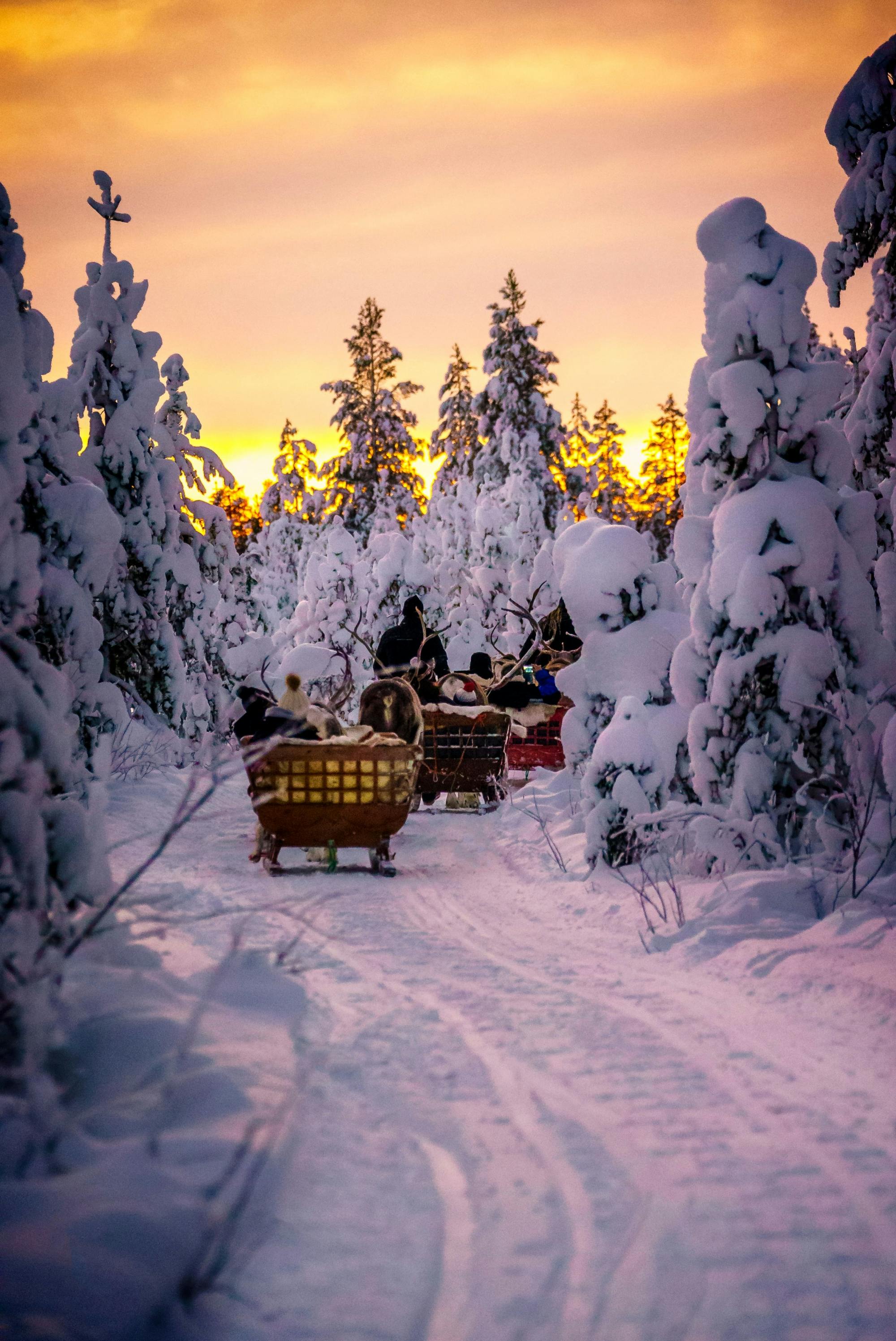 Kuusamo Reindeer Ride with Barbecue