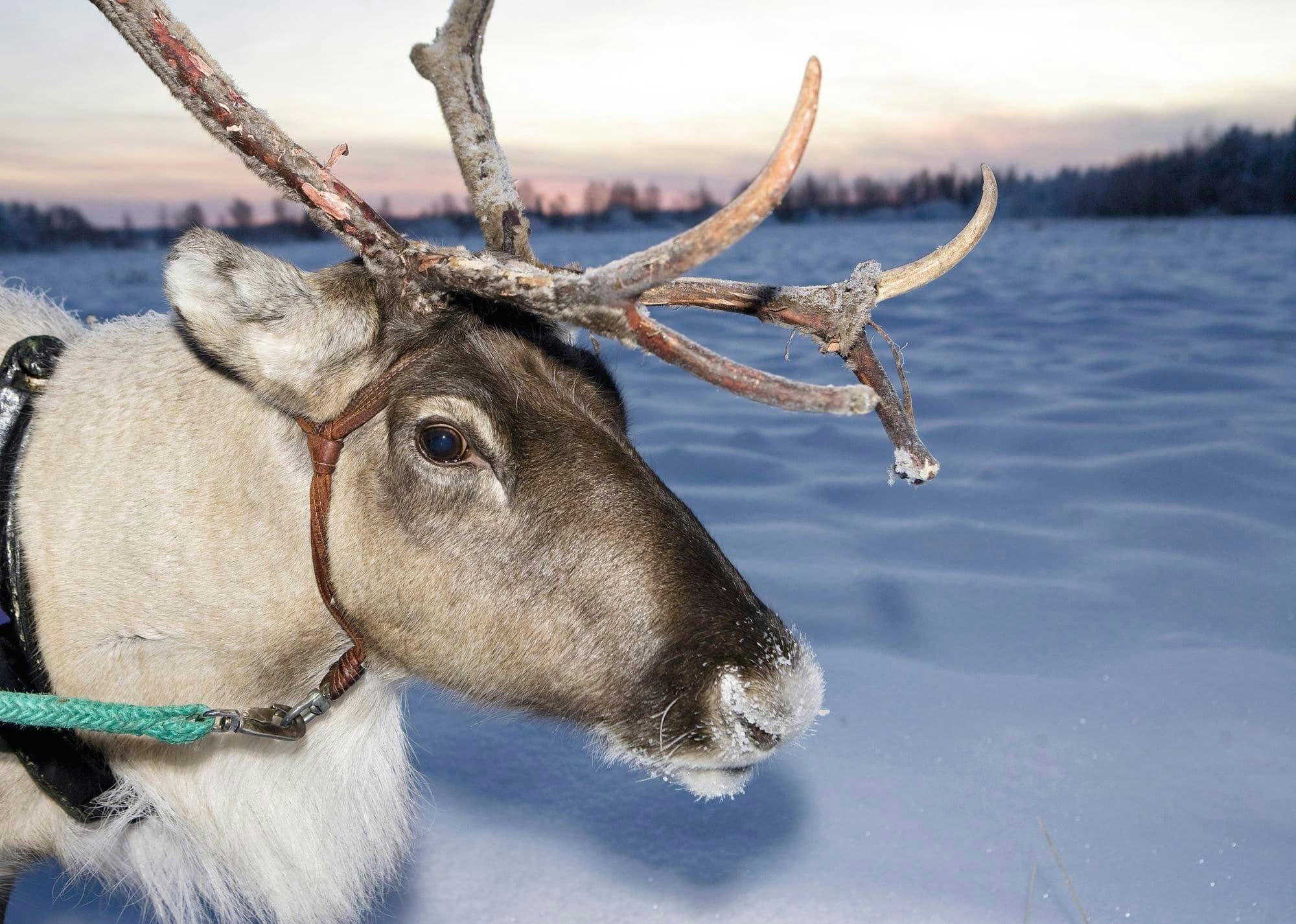 Kuusamo Reindeer Ride with Barbecue