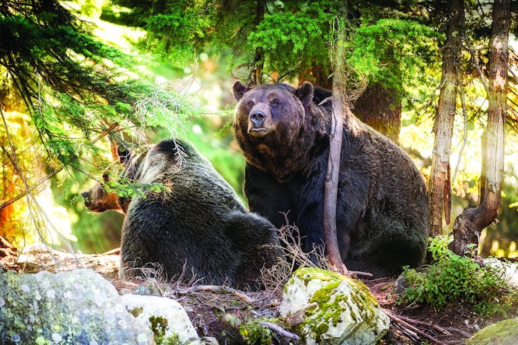 North Shore Mountain tour with Capilano Suspension Bridge