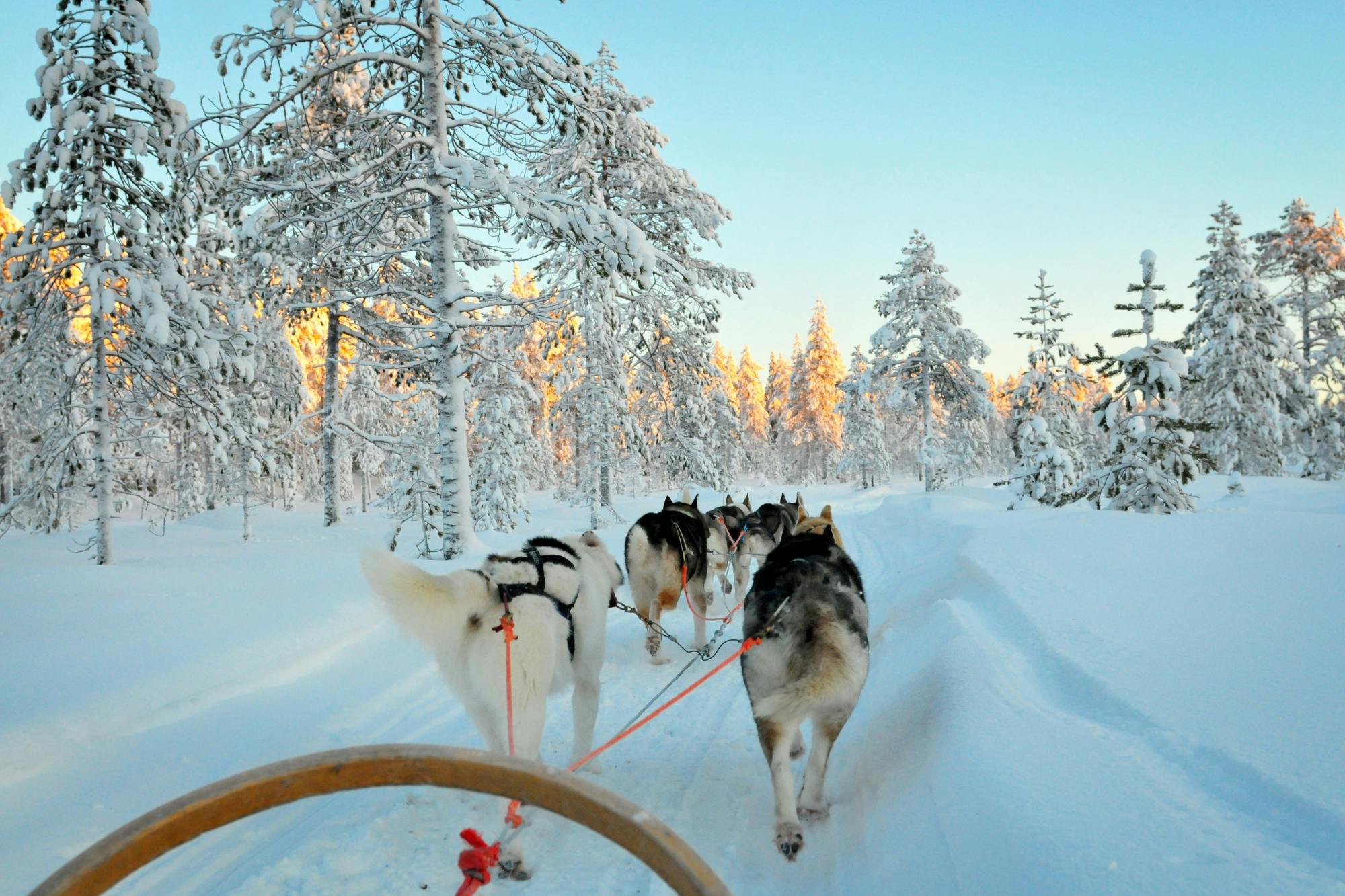 Ontmoet Huskies in Rovaniemi