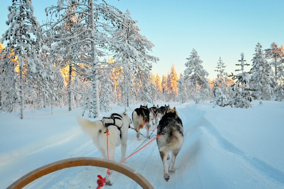 Meet Huskies in Rovaniemi Tours & Tickets musement