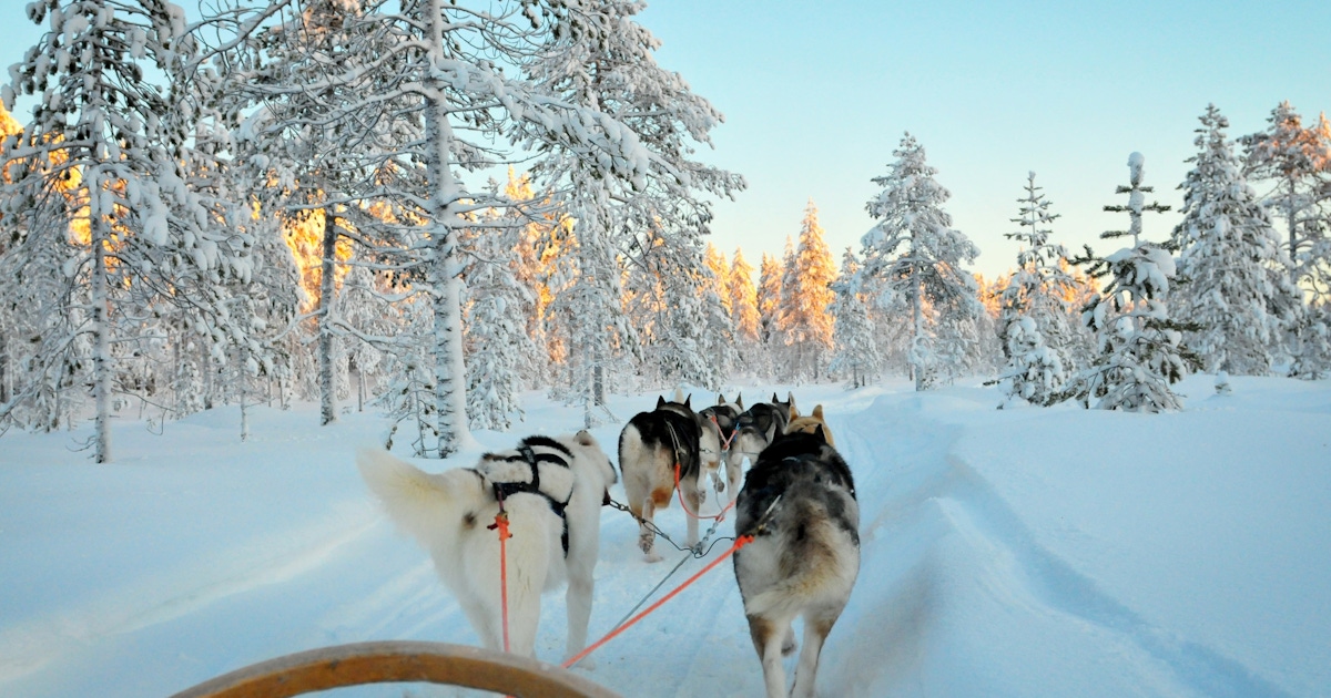 Meet Huskies in Rovaniemi Tours & Tickets  musement