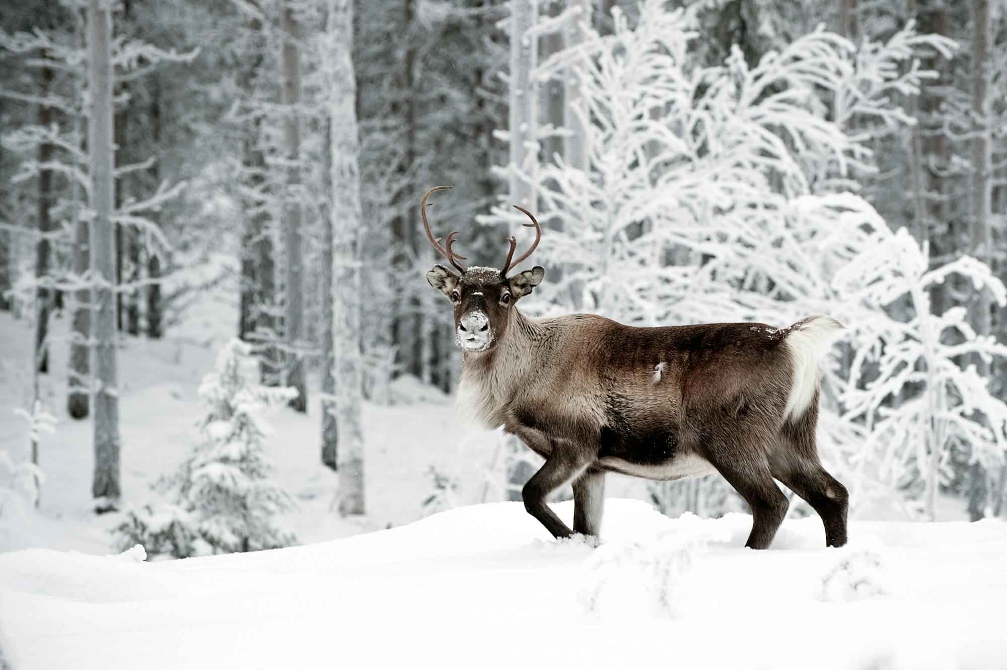 Meet Reindeers in Rovaniemi