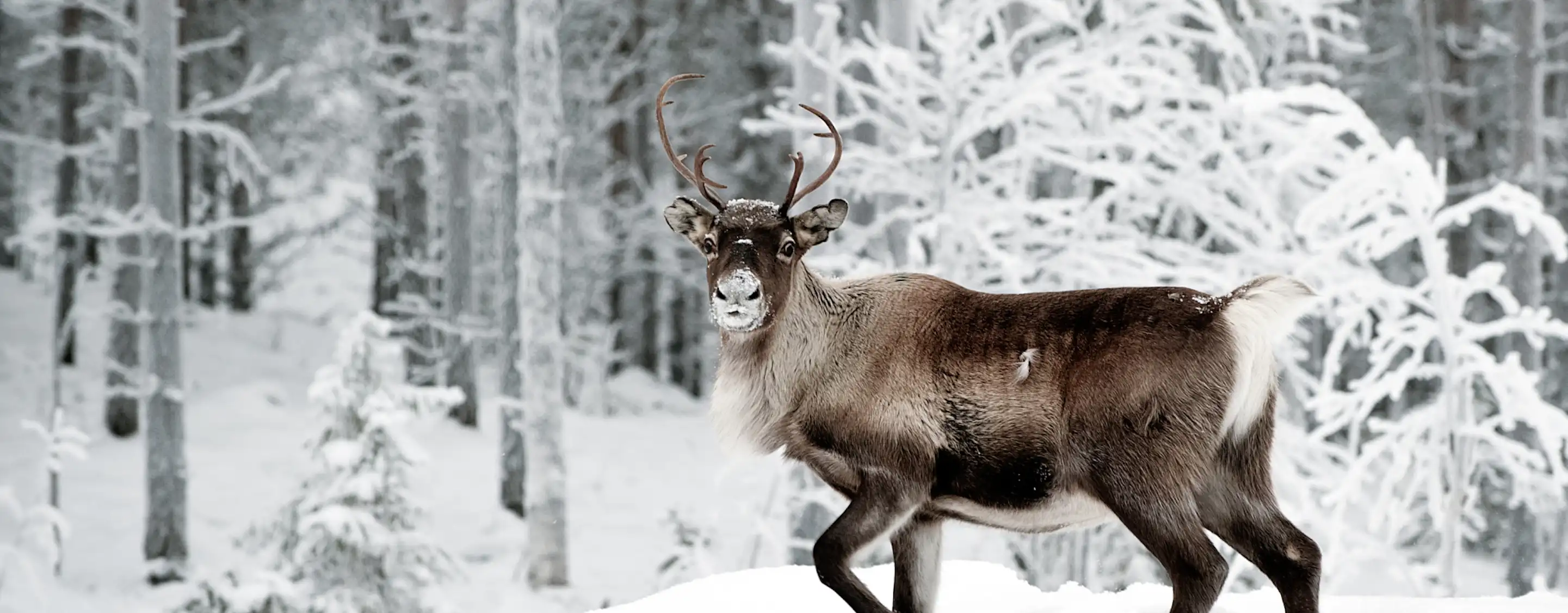 Meet Reindeers in Rovaniemi