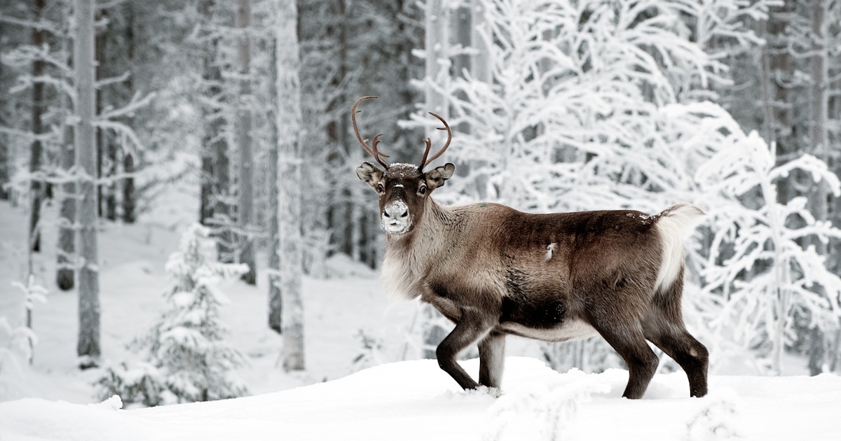Meet Reindeers in Rovaniemi Tours & Tickets  musement