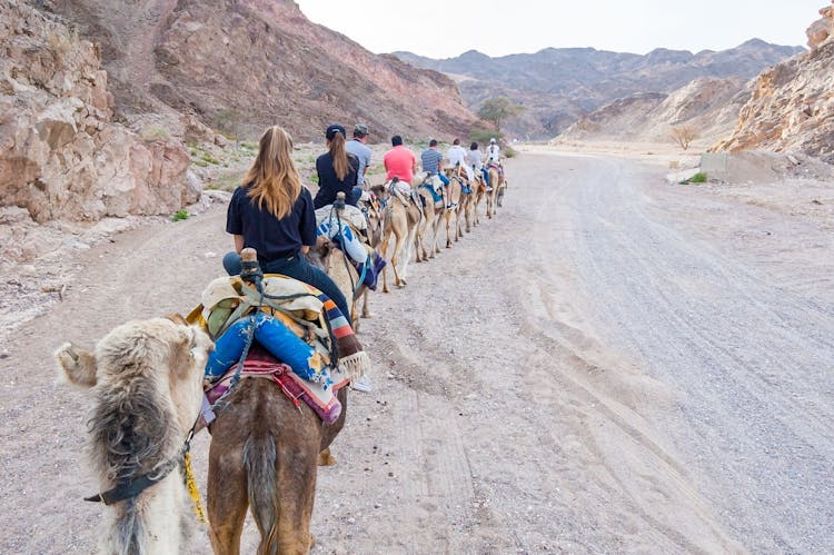 Camel safari with bedouin meal in Eilat