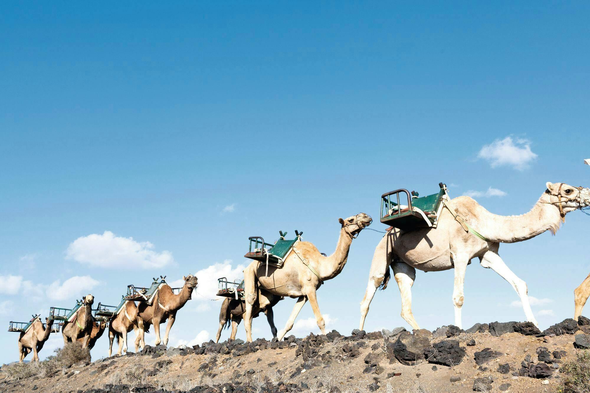 Timanfaya National Park Family Tour with Camel Ride