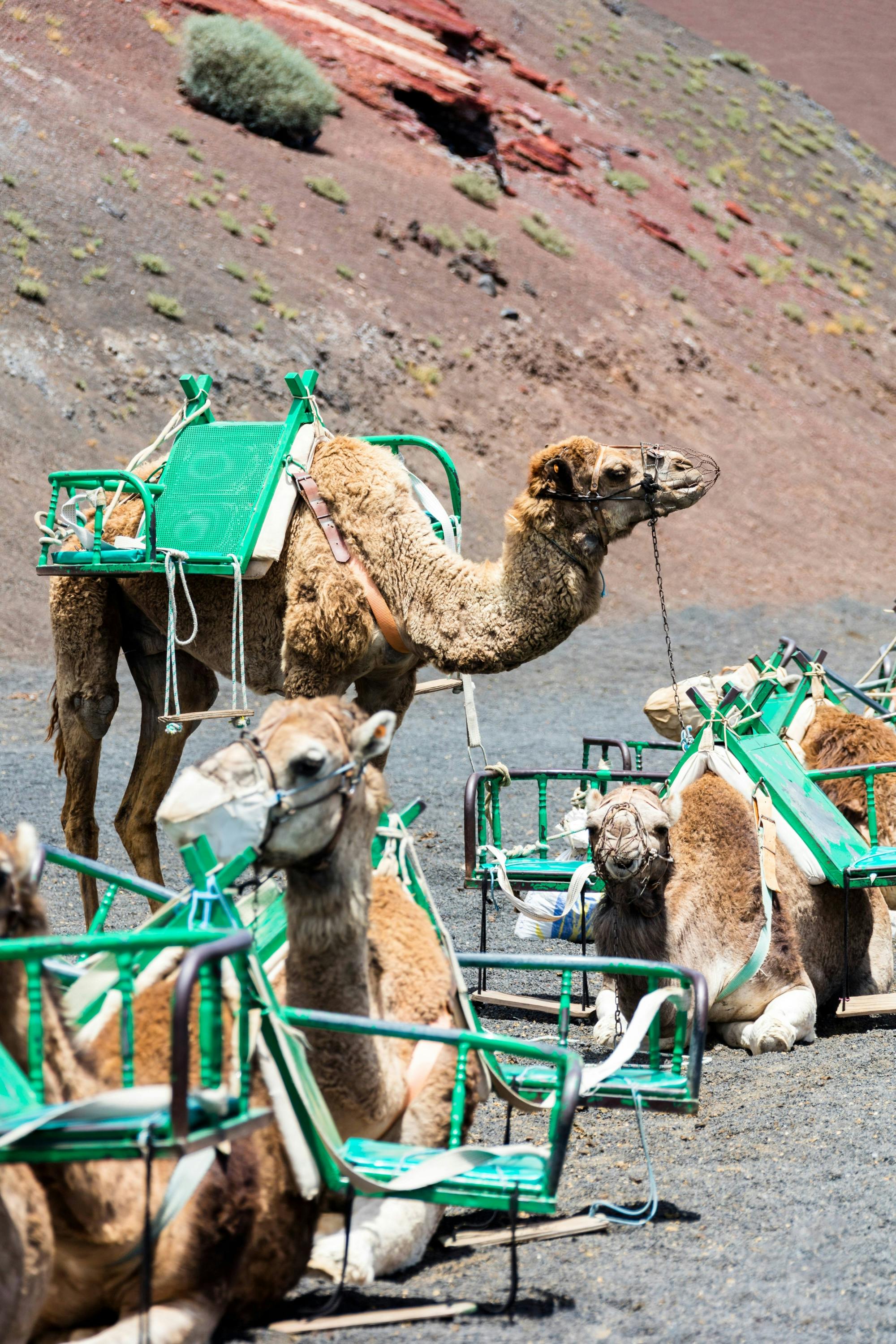 Timanfaya National Park Family Tour with Camel Ride