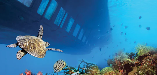 Hurghada mermaid glass-bottom boat tour