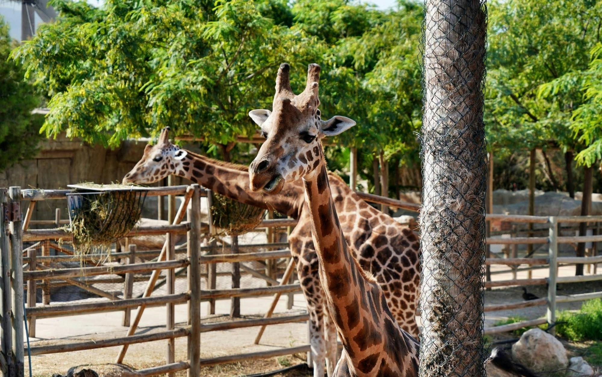 Terra Natura Murcia zoo and water park tickets Musement