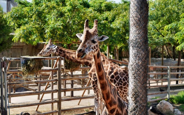 Terra Natura Murcia zoo and water park tickets | musement