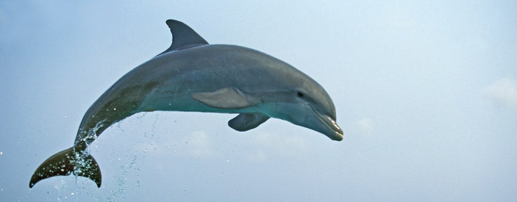 Tour in barca per osservare i delfini a Kuching