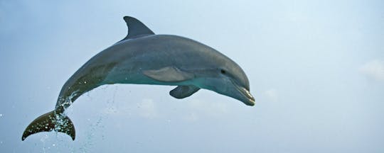 Bootstour zur Delfinbeobachtung in Kuching