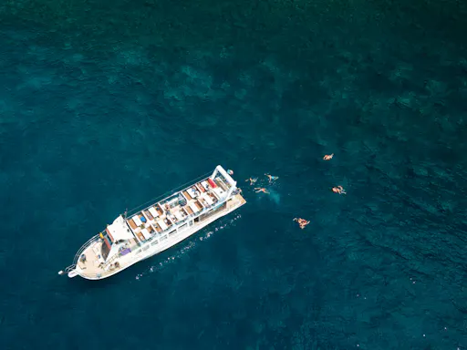 Living Sea Dolphin and Whale Watching Boat Trip