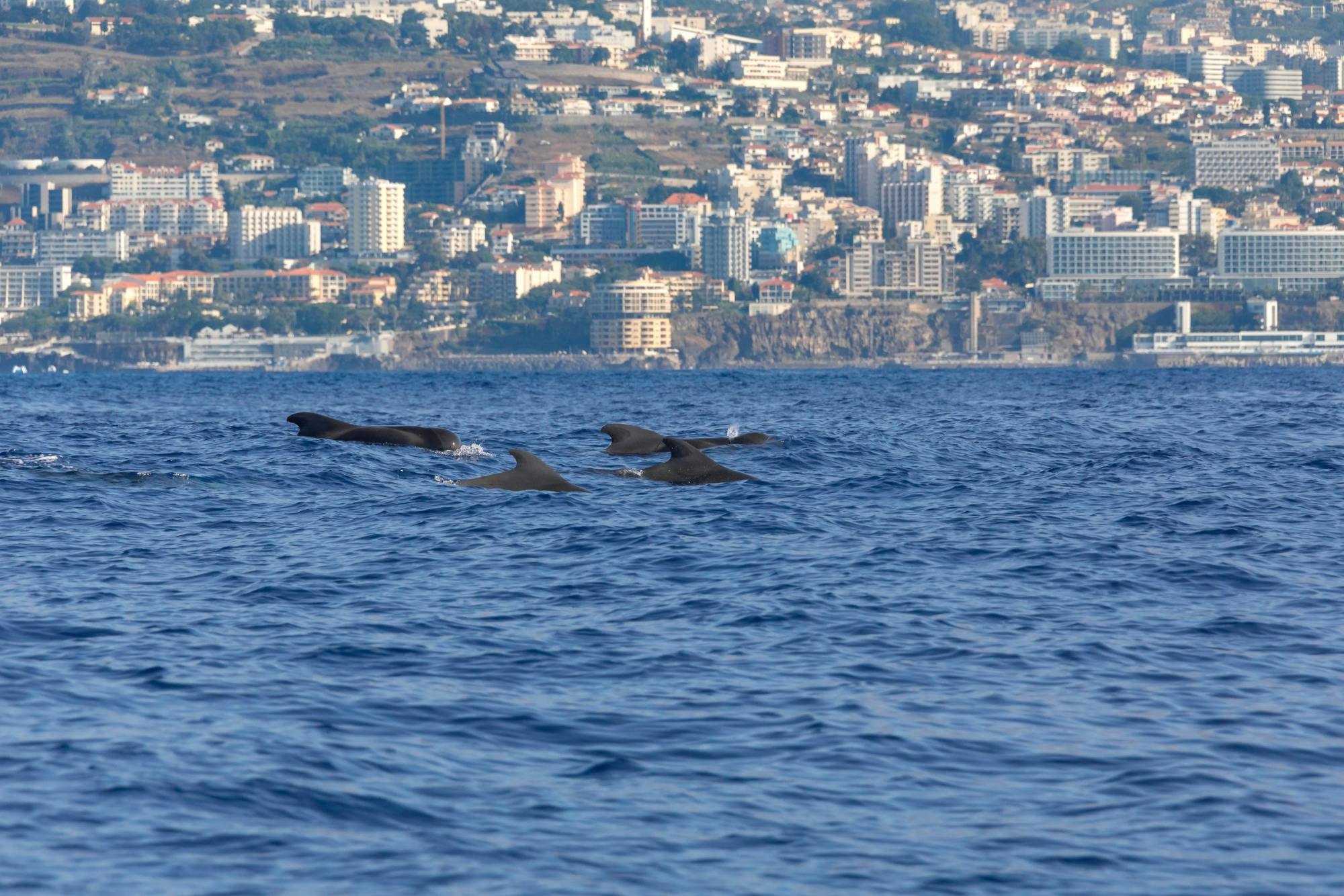 Living Sea Dolphin and Whale Watching Boat Trip