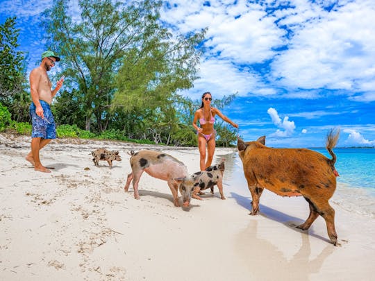 Pearl Island pigs beach adventure with BBQ