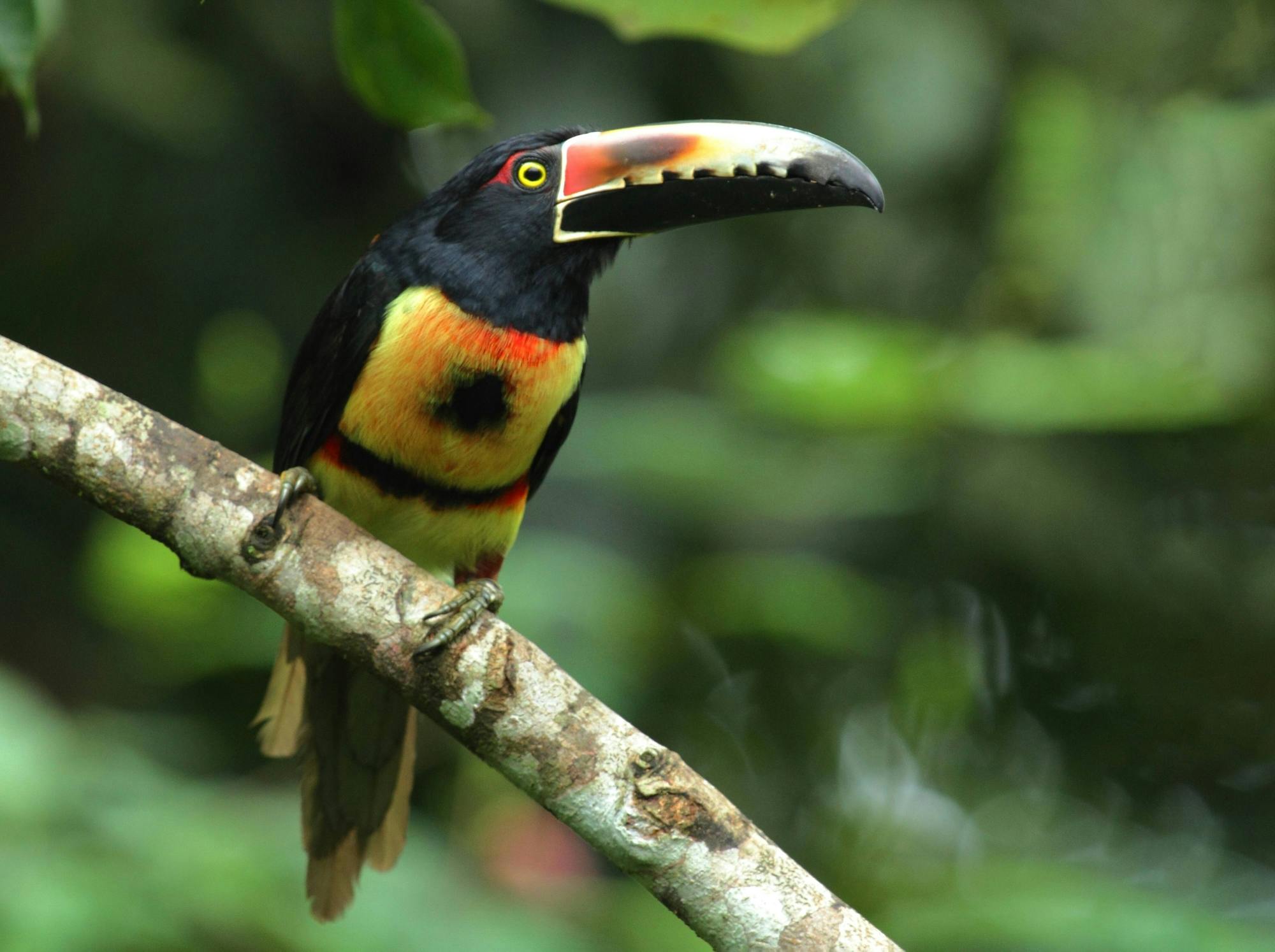 Arenal Hanging Bridges & La Fortuna Waterfall