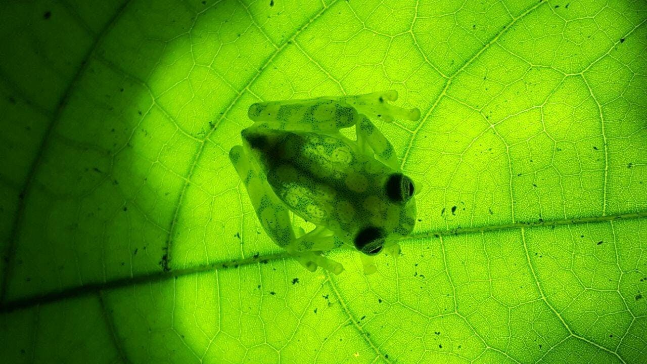 Experiencia nocturna con cena típica