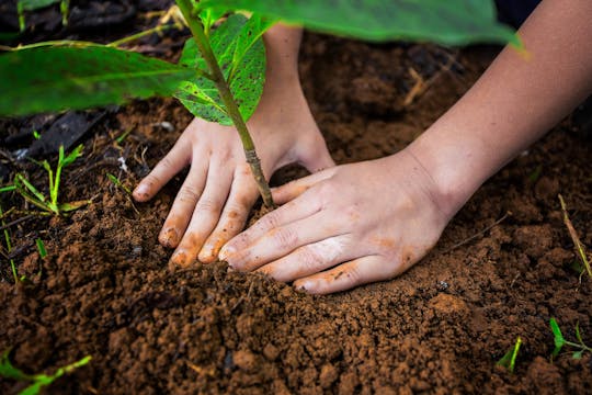 Plantation d'arbres dans la forêt de La Tigra et visite d'une ferme agro-écologique