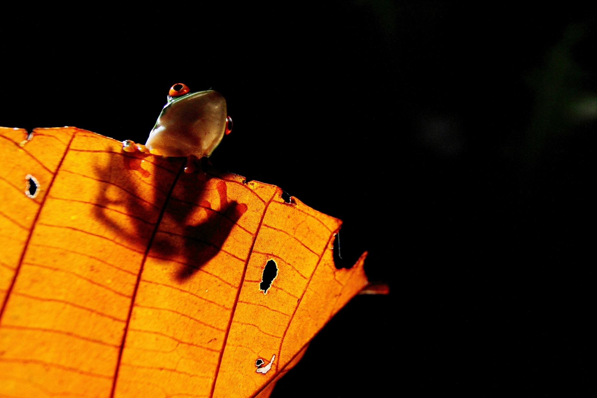 Costa Rican nocturnal experience with traditional dinner