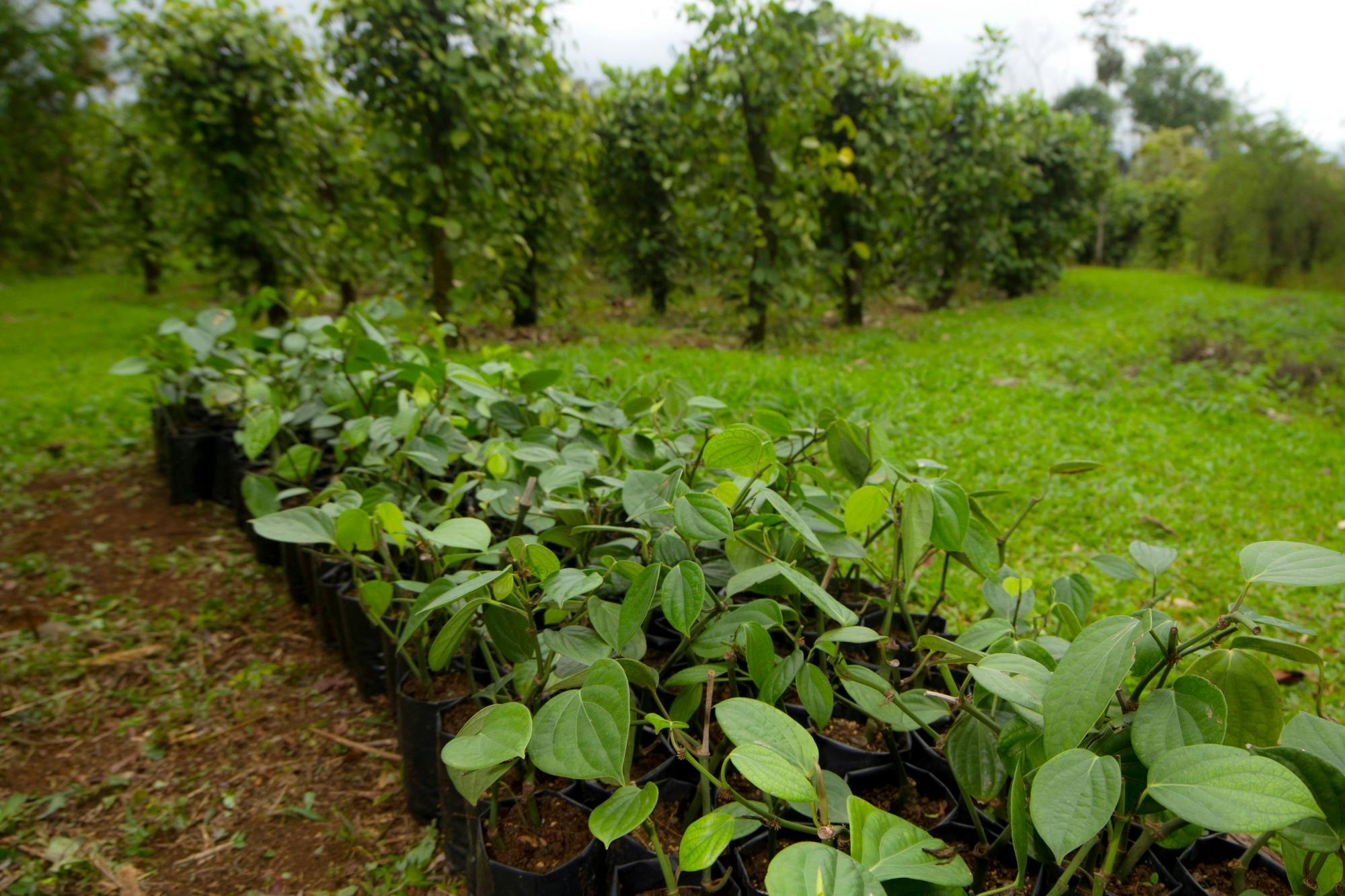 La Tigra Forest Tree Planting and Agroecological Farm Tour