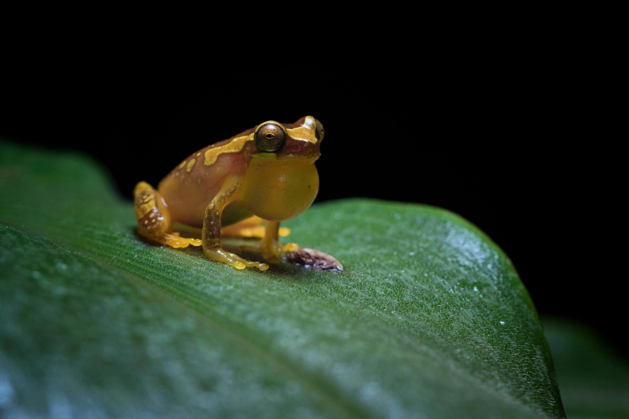 Costa Rican nocturnal experience with traditional dinner