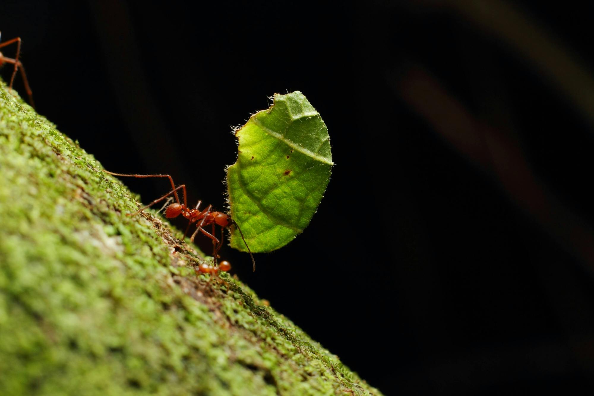 Costa Rican nocturnal experience with traditional dinner