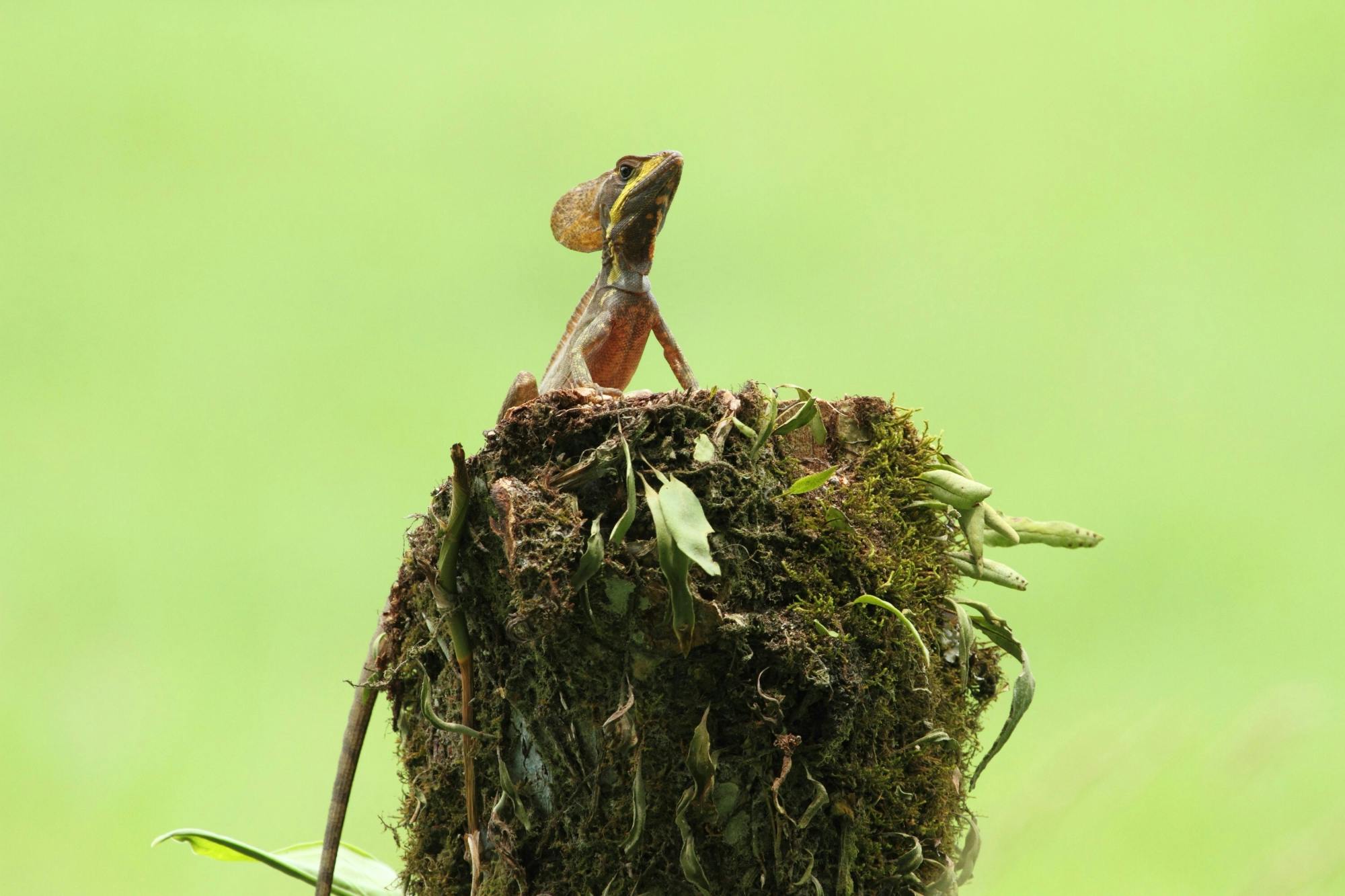 La Tigra Forest Tree Planting and Agroecological Farm Tour