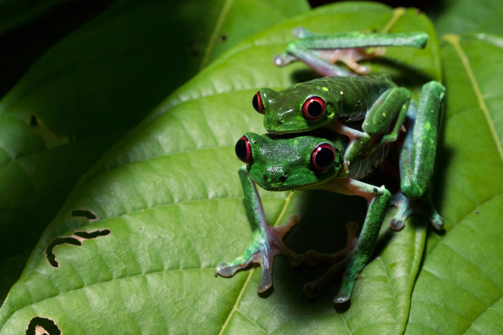 Costa Rican nocturnal experience with traditional dinner