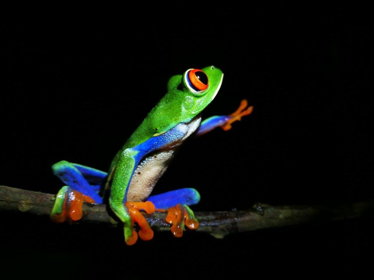 Costa Rican nocturnal experience with traditional dinner