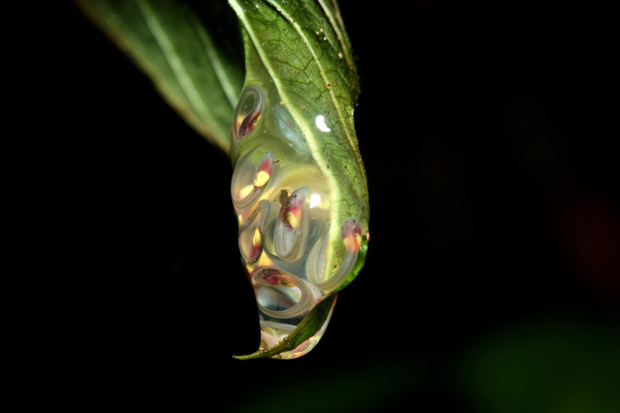 Costa Rican nocturnal experience with traditional dinner