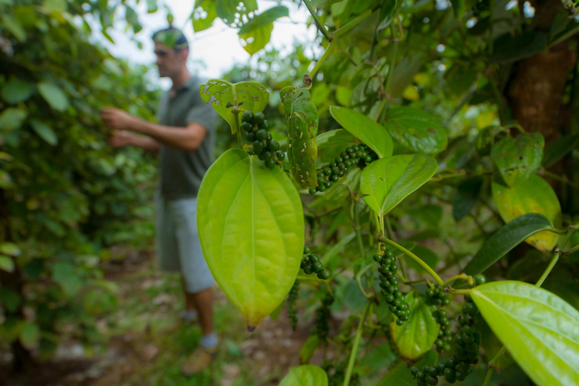 La Tigra Forest Tree Planting and Agroecological Farm Tour