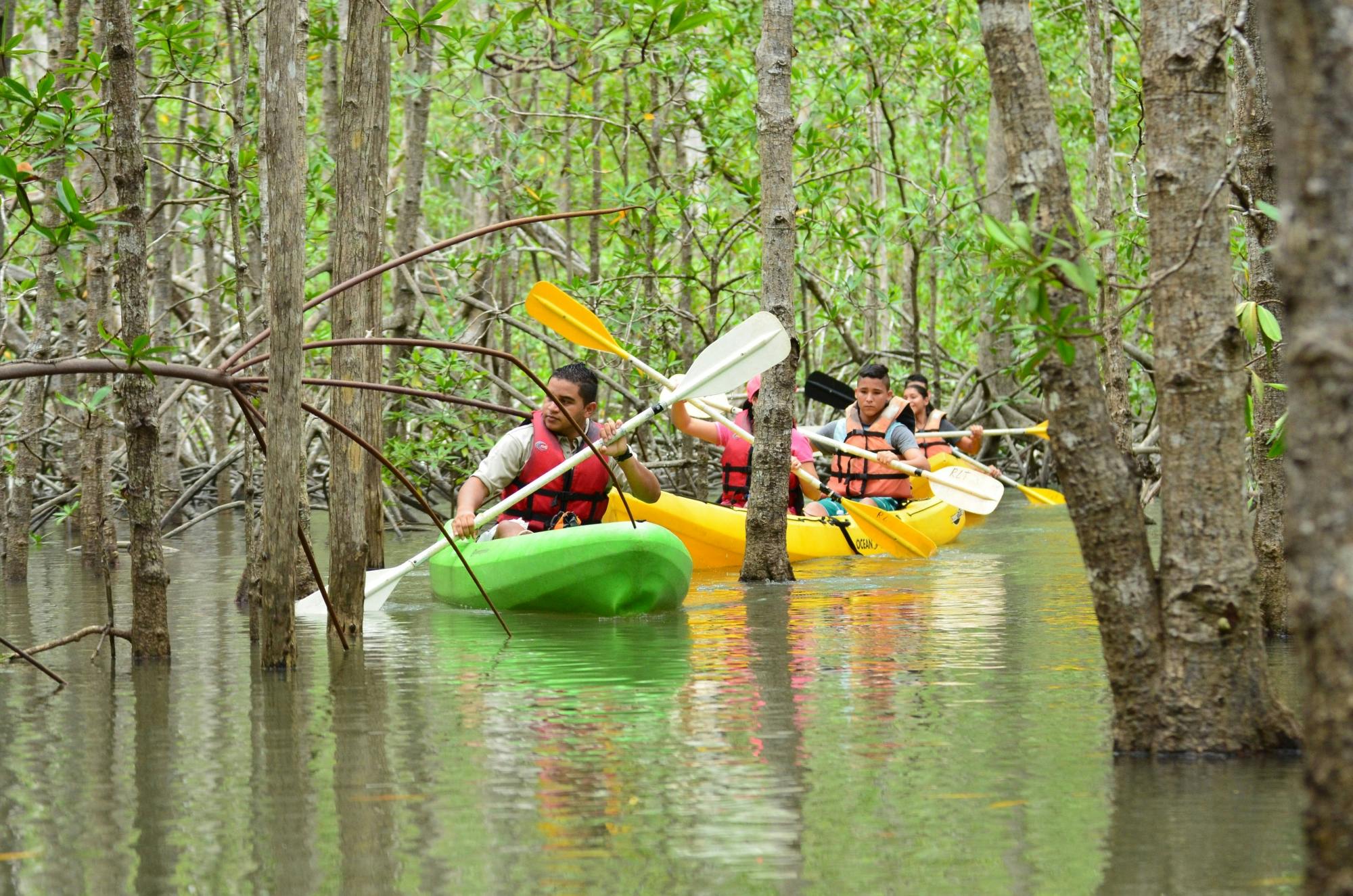 Damas Island Kayak Tour